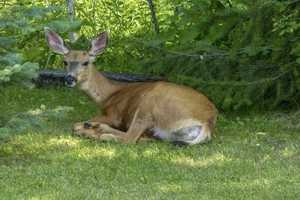 Rare Virus Killing Deer In Hudson Valley