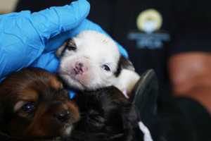 13 Asbury Park Dogs Found Famished, Infested, Dehydrated: Owner Charged With Animal Cruelty