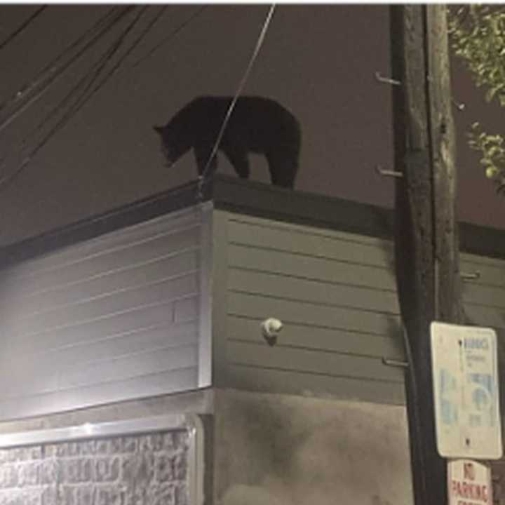 A black bear was spotted on top of a Harrison business overnight Saturday.