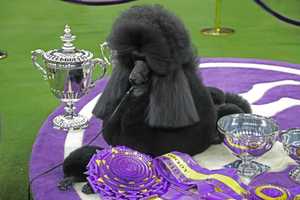 Famed Westminster Kennel Club Dog Show Coming To Hudson Valley