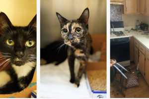 Monmouth SPCA Rescues 30 More Stranded Cats From Vacant Home, Absolutely Deplorable Conditions