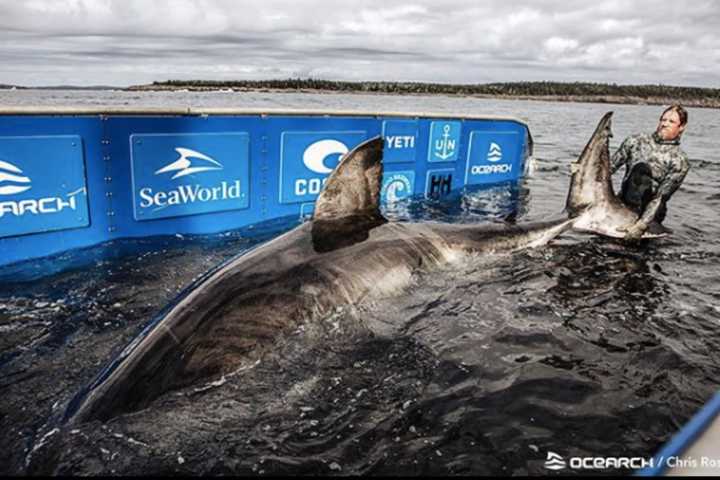 3,500-Pound Great White Shark Pinged Off Jersey Shore Coast