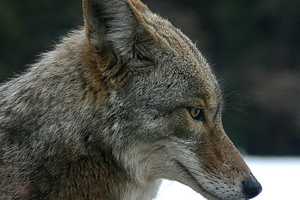 New Coyote Sighting Reported In Westchester