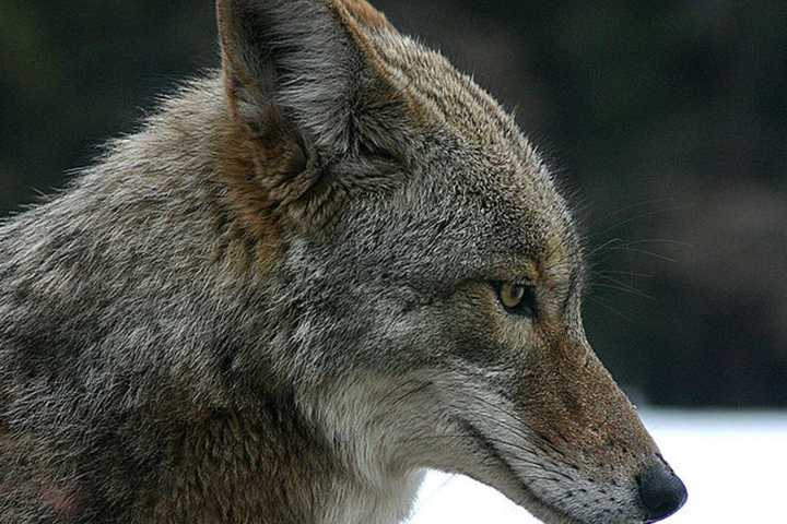 Coyote, Bear Sightings Reported Within Days In North Castle