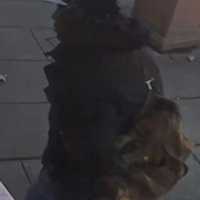 <p>A surveillance image of the wanted man.</p>