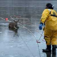 <p>Rescue crews in Warren County jumped to action to save the life of a deer that fell through thin ice on Silver Lake Wednesday afternoon.</p>