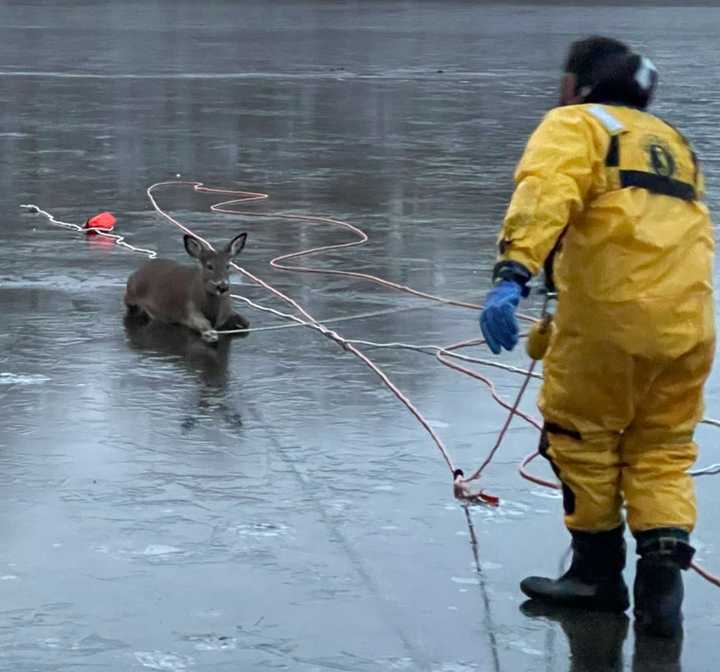 Rescue crews in Warren County jumped to action to save the life of a deer that fell through thin ice on Silver Lake Wednesday afternoon.