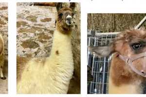 Llama Who Went Missing In Hudson Valley Has Been Found