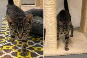 KNOW ANYTHING? Pair Of Abandoned Kittens Found Soaked, Freezing Behind Phillipsburg Building