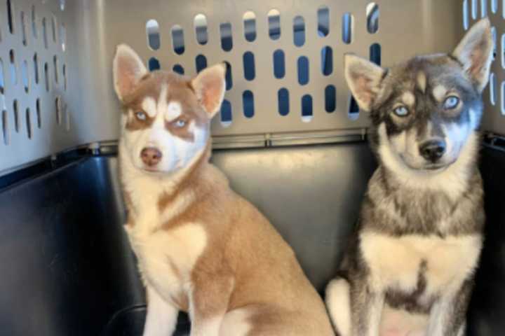 17 Puppies Rescued By Pennsylvania SPCA Over Welfare Concerns