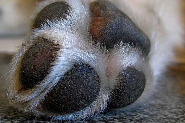 NJ Man, 19, Charged With Animal Cruelty After Starving Pets To Death, Prosecutor Says