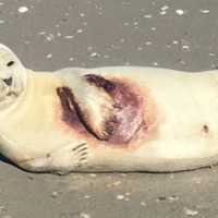 <p>This injured harbor seal was rescued from the beach at Strathmere in Cape May County. He is being nursed back to health at the Marine Mammal Stranding Center in Brigantine.</p>