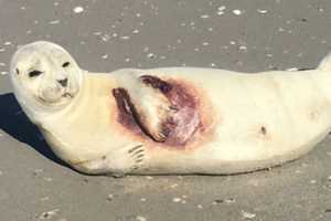 NJ Marine Experts Rescue Stranded Seals