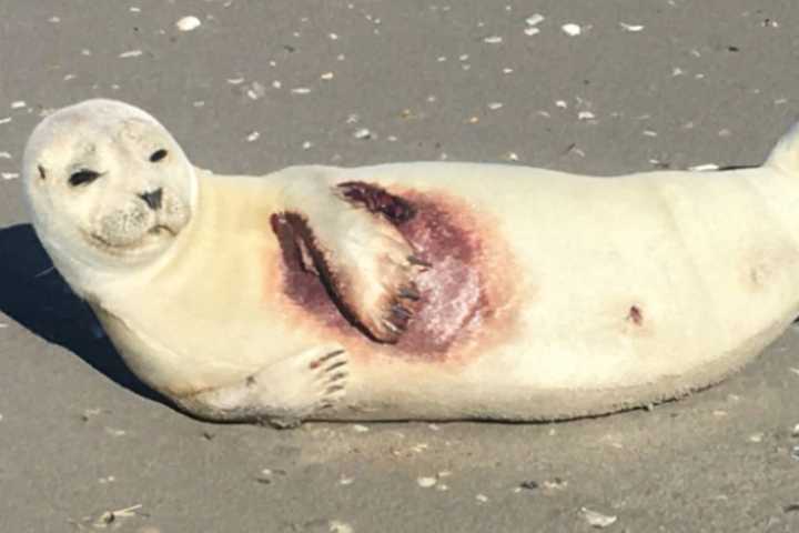 NJ Marine Experts Rescue Stranded Seals