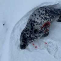 <p>This grey seal pup was found in the snow bleeding from puncture wounds earlier this month.</p>