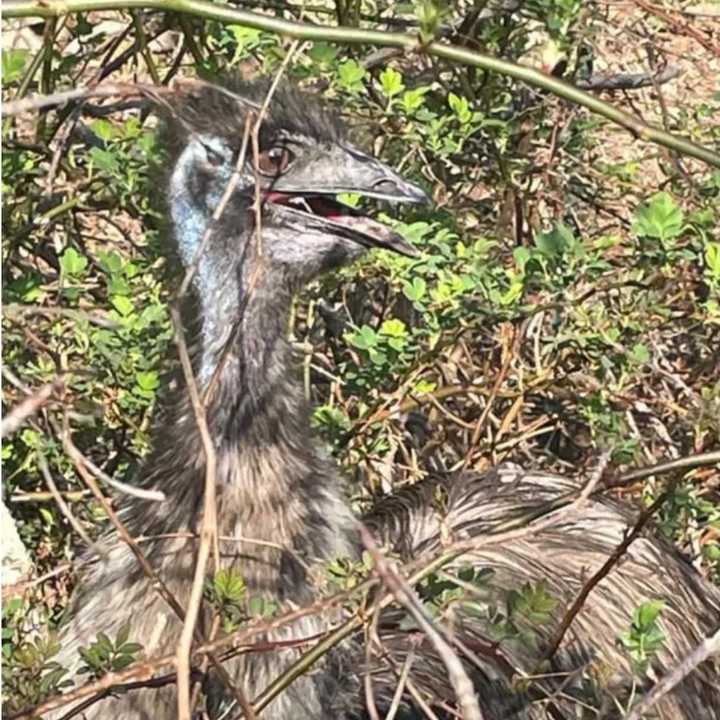 The poor emu stuck in the branches.