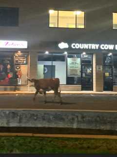 Police Capture Cow On Run In CT