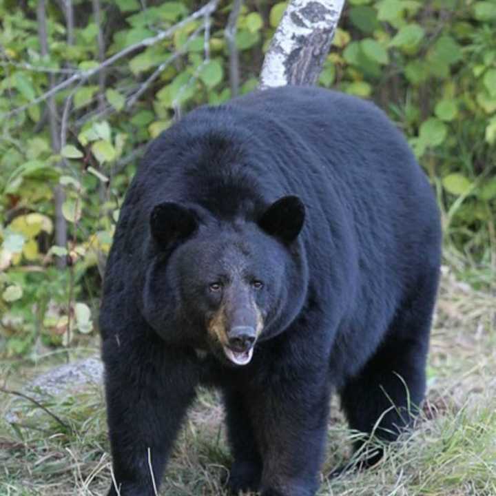 A Morris County park is temporarily closed due to an “aggressive” bear that approached visitors on at least one occasion, authorities said.