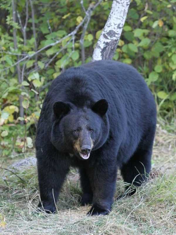 Three Bears Enjoy Fun In Sun At Park In Western Mass