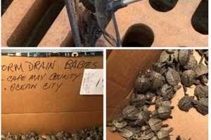 826 Baby Turtles Rescued From Jersey Shore Storm Drains