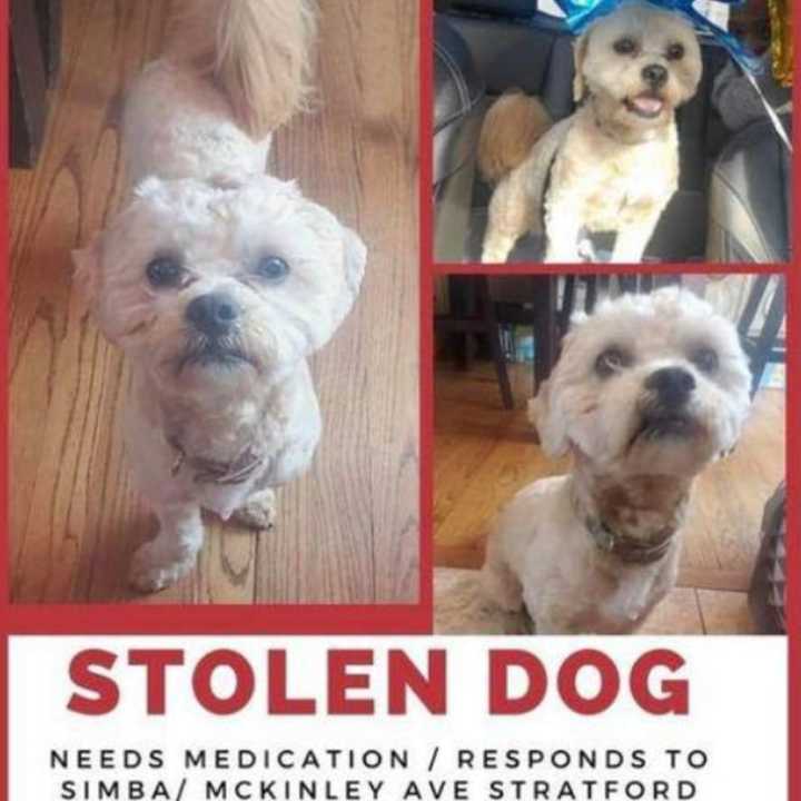 Simba was reportedly stolen in Stratford.