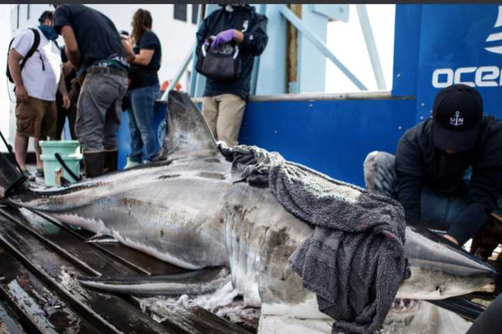 Great White Shark Swims Along Jersey Shore Coast