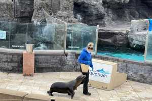 Woman Jumps Into Sea Lion Tank At Aquarium In New York