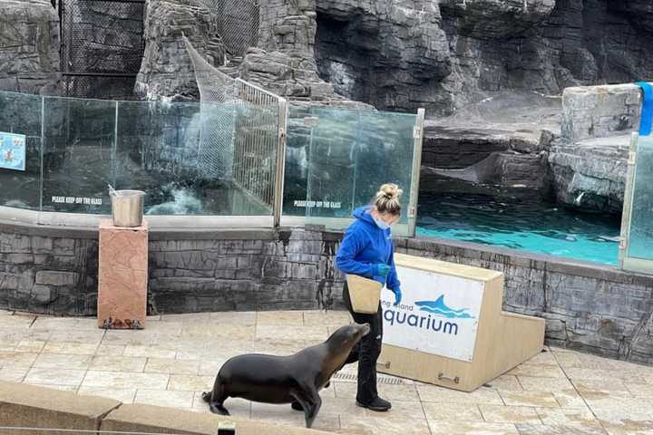 Woman Jumps Into Sea Lion Tank At Aquarium In New York