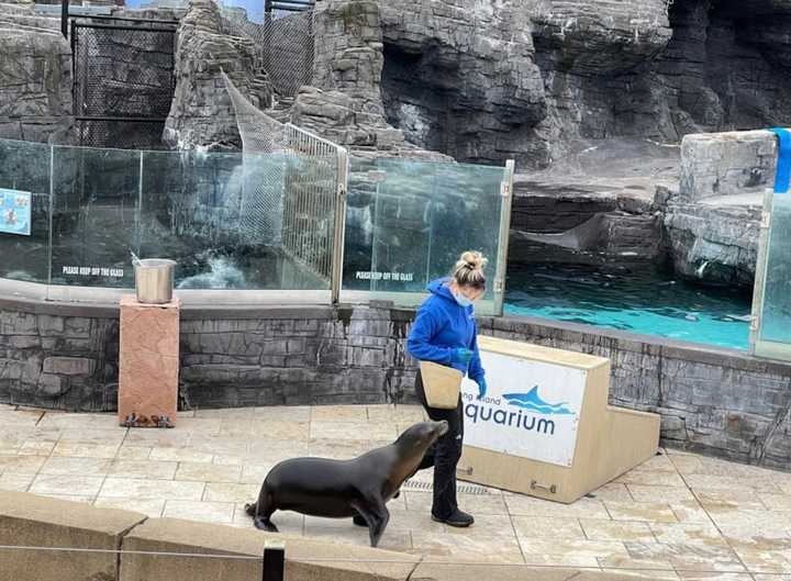 A woman was hospitalized after jumping into the sea lion pool at the Long Island Aquarium.