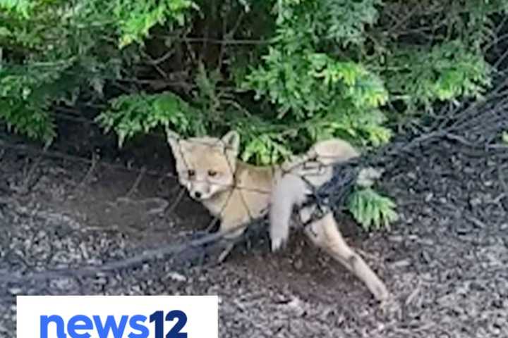 Officers Rescue Baby Fox Trapped In Morris County Resident’s Backyard Netting