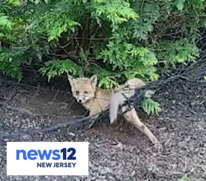 Animal control officers were quick to free a baby fox that got tangled in the netting of a Morris County resident’s backyard.