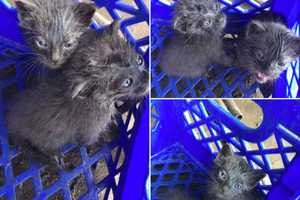 ‘Purrfect Ending:’ Warren County Construction Workers Rescue Kittens From Skid Steer Engine