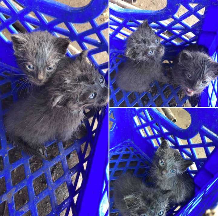 A pair of kittens were rescued from the engine compartment of a skid steer in Warren County Thursday morning in what police say was a “purrfect ending.”