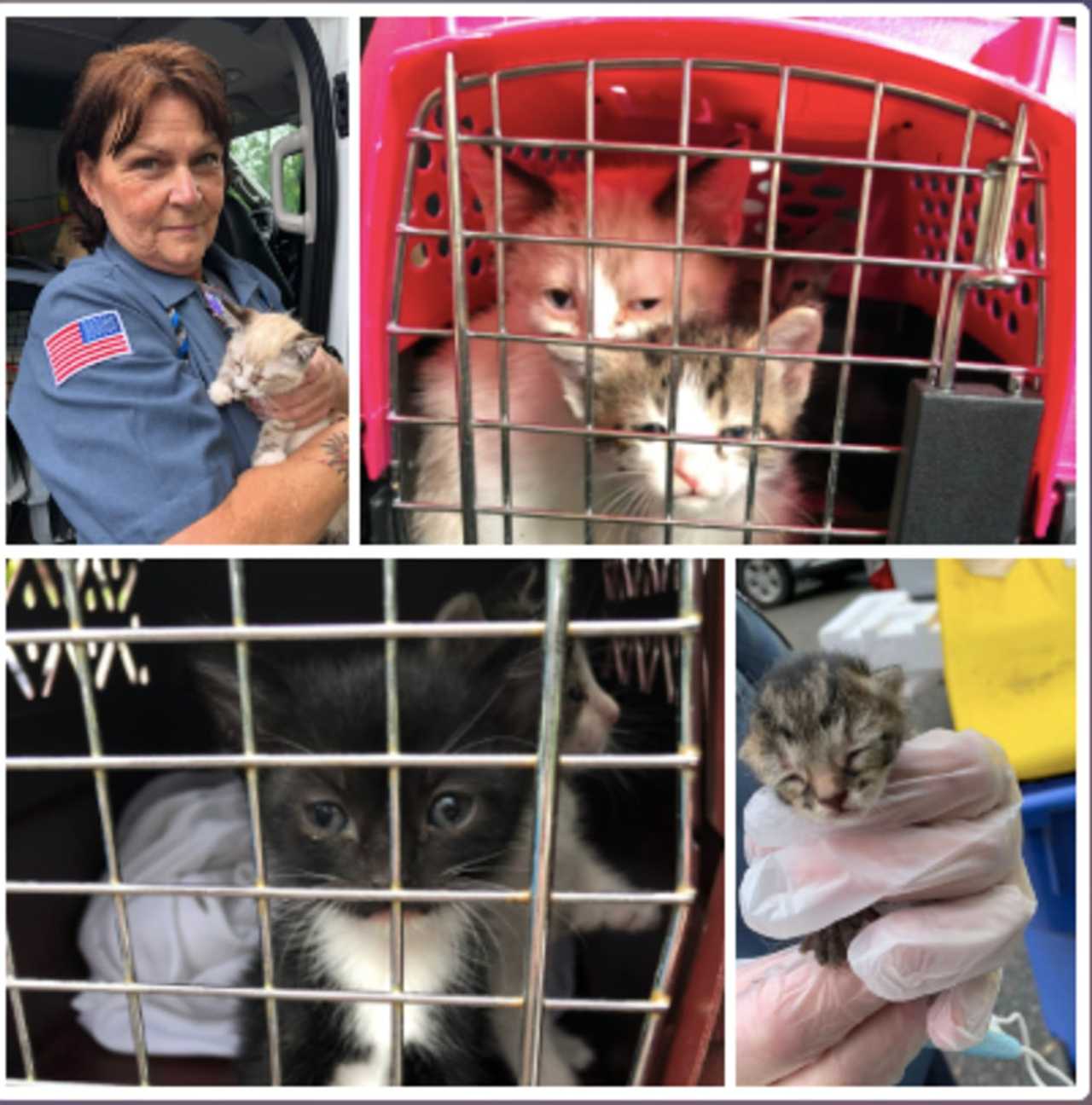 More Than 100 Neglected Cats Rescued From NJ Hoarding Situation | West ...