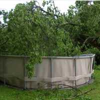 <p>The tree landed in the family pool.</p>