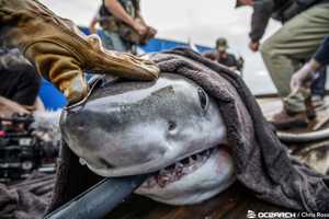 850-Pound Shark Spotted Swimming Along Jersey Shore Last Weekend