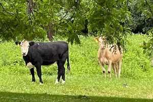 'Keep An Eye Out:' Emergency Crews Search For Missing Cows In Hunterdon County