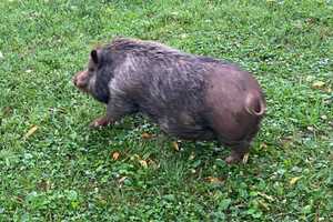 ‘Not Our Average Start:’ Hunterdon County Rescue Crews Free 85-Pound Pig Stuck In Trench