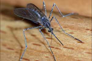 Westchester Health Department To Offer Minnows To Reduce Mosquitoes In Backyards