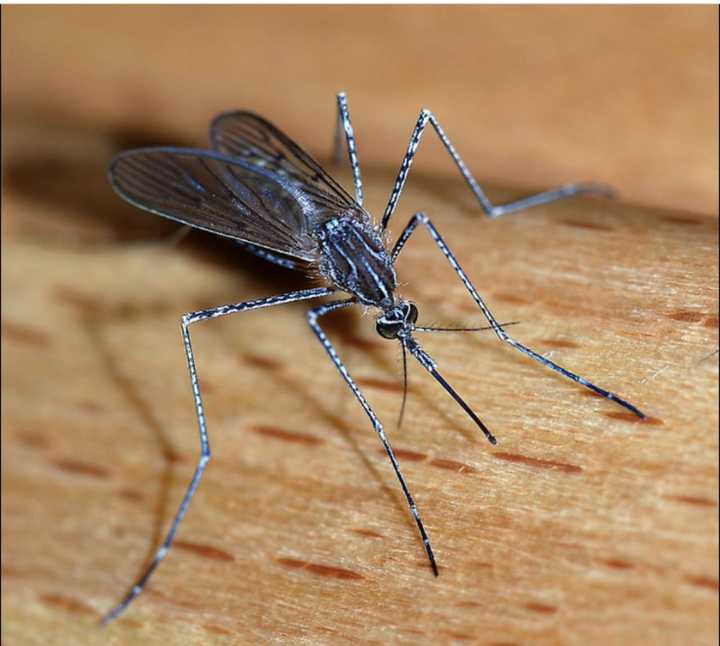 Two cases of West Nile Virus have been found in Western Mass.