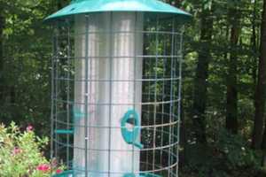 Take Down Birdfeeders: Mysterious Illness Killing Songbirds In Connecticut, Massachusetts