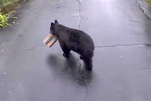 Curious Black Bear Makes For Unusual Porch Pirate In Bristol