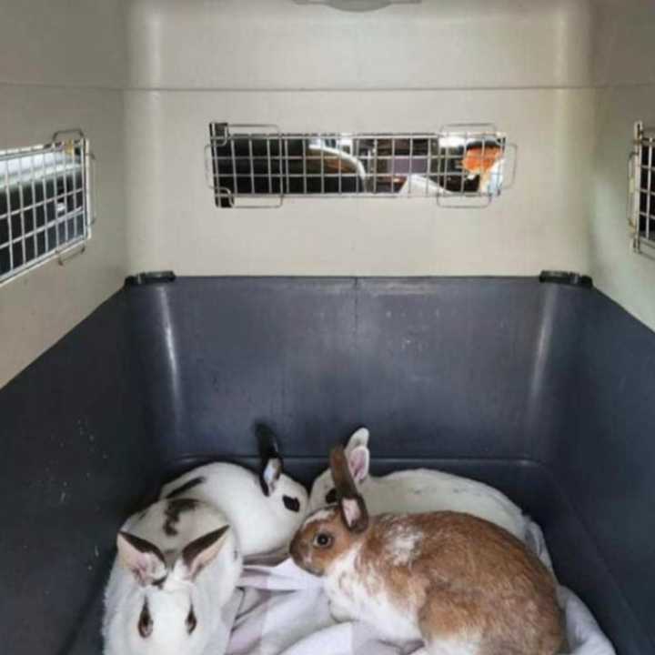 A reward has been offered for information that leads to the arrest of a person who left rabbits abandoned in Greentree Park.