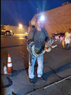 15-Foot Boa Constrictor Rescued From Storm Drain In Area