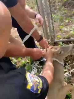 Video Shows Warren County Police Rescue Distressed Deer From Fence