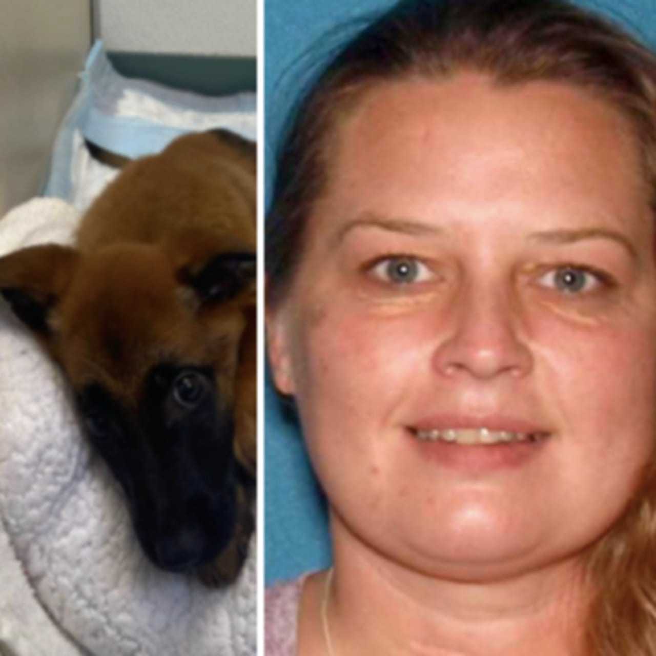 NJ Woman Who Abandoned Dogs Tethered To Trees Faces Charges In 3 Towns ...