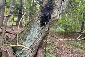 KNOW ANYTHING? Arsonist Sets Fire To Morris County Park Cameras, Surrounding Woods