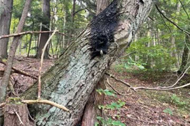 KNOW ANYTHING? Arsonist Sets Fire To Morris County Park Cameras, Surrounding Woods