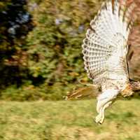 <p>Metro-North celebrates the release of a red-tailed hawk saved by a train engineer.</p>