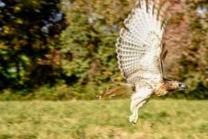 2-Foot-Tall Hawk Trapped In Jersey Shore Library: Report